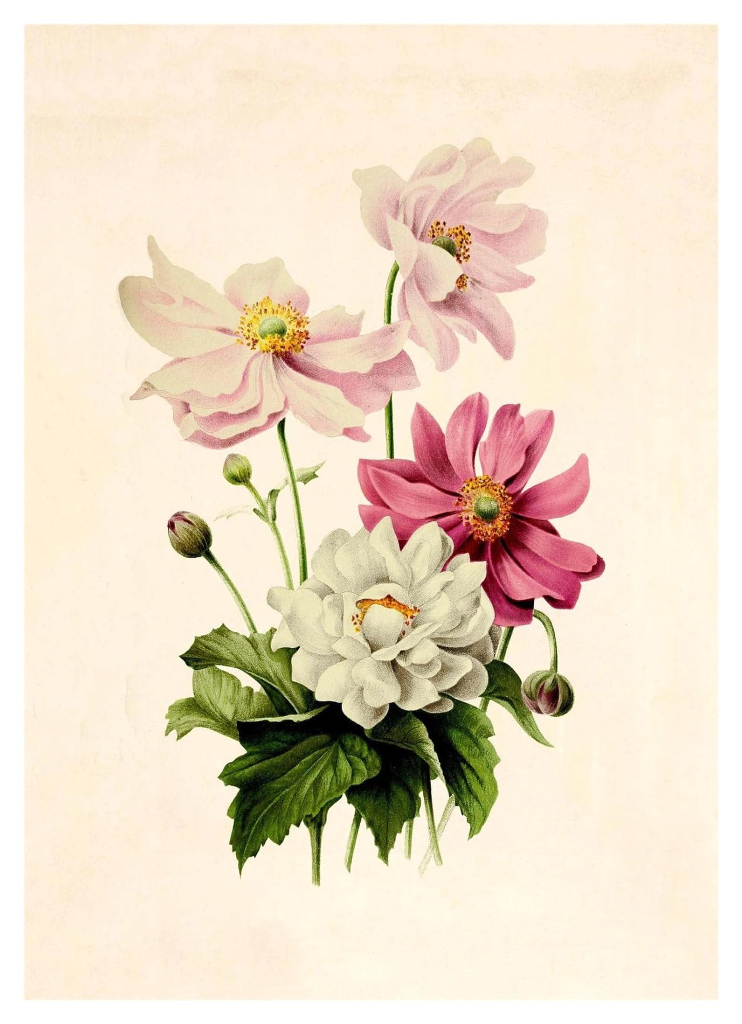 Illustration vintage de jonquilles et roses pleine de nostalgie