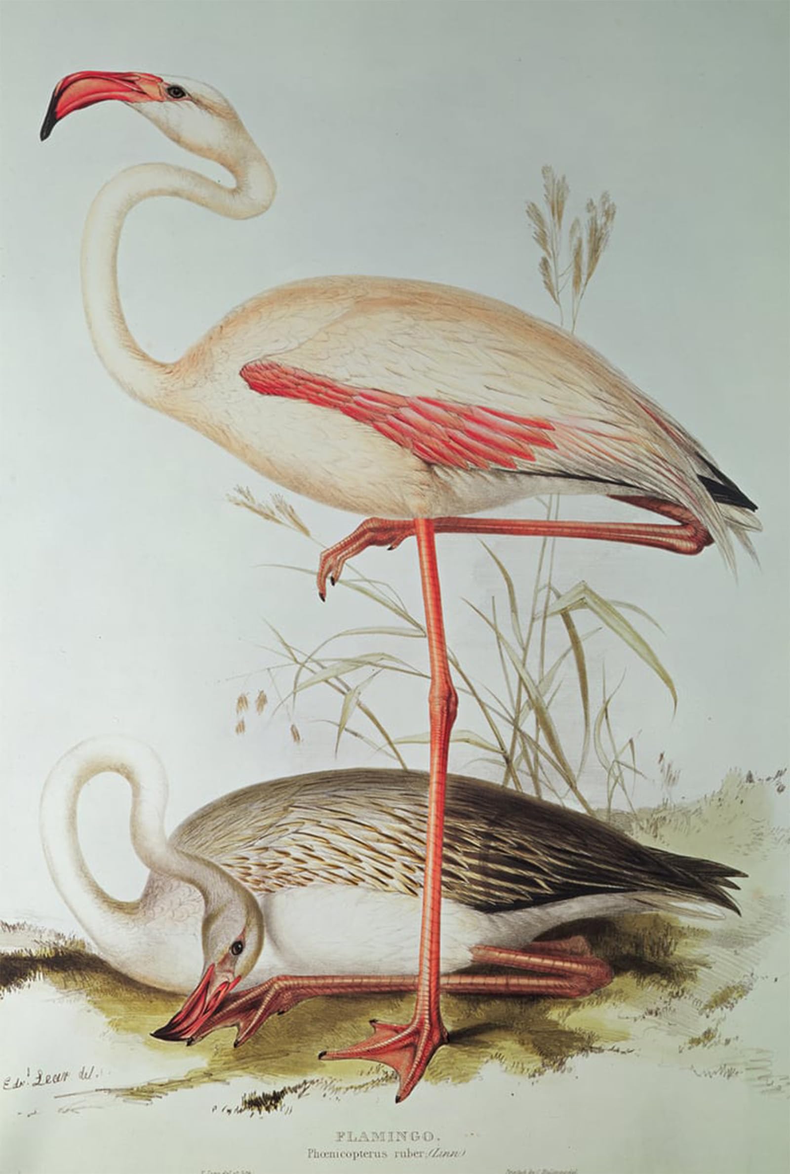 Art Tableau Flamant rose Edward Lear, affiche de décoration murale salon et chambre 60x90cm