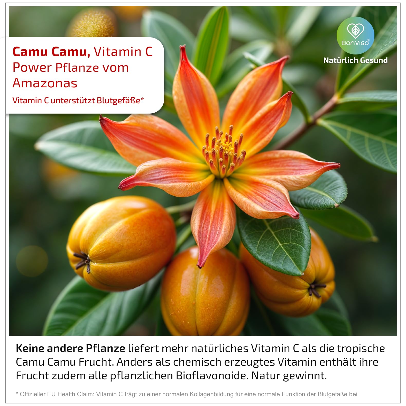 CardiVigo mit Thiamin für normale Herzfunktion. Plus Weißdorn, Q10 | Folat für normale Blutbildung & Vitamin C zu normaler Kollagenbildung für normale Funktion der Blutgefäße & Pflanzenextrakte