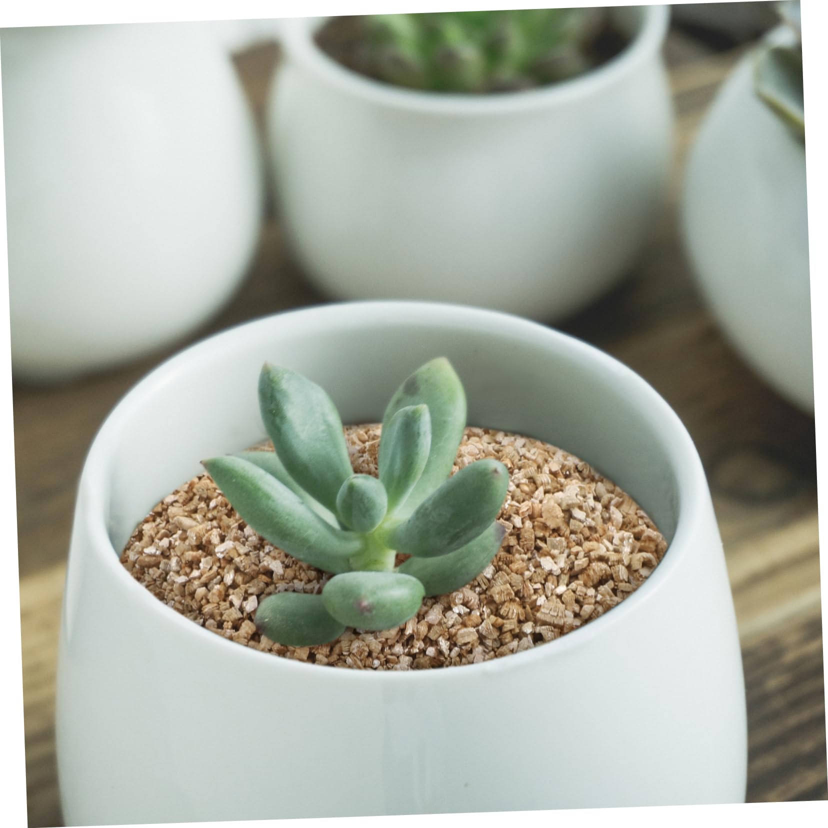 ifundom Vermiculite Fine 3l pour Semis et Croissance des Plantes | Granulés Horticoles, Rétention D’eau Élevée, Usage Intérieur en Pots et Plantation Agricole