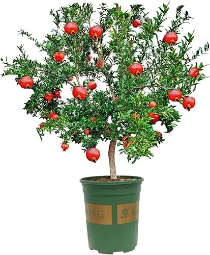 Miniatura 4 de Plántula de árbol vivo de granada, 14-17 pulgadas de altura, fruta roja naranja muy grande con arilos rojos y jugo de agria dulce, ideal para