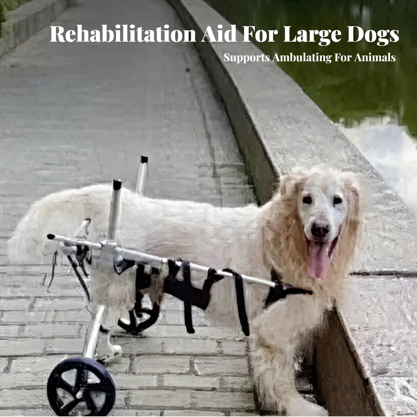 Carrozzina per Cani Carrozzina Disabili Sedia a Rotelle Supporto Riabilitazione Struttura Solida Leggermbracatura Regolabile Adatta Veterinaria, L