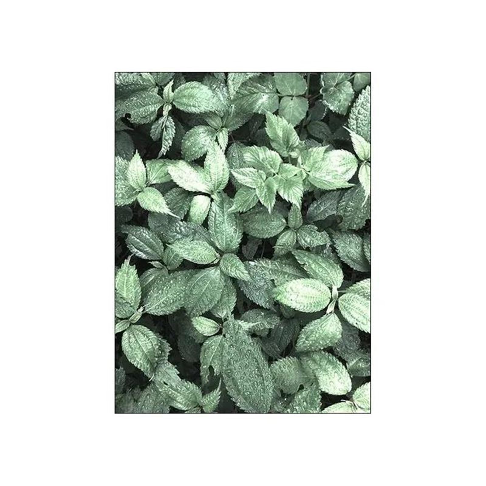 Affiche plante verte et feuille : une touche de nature zen chez soi