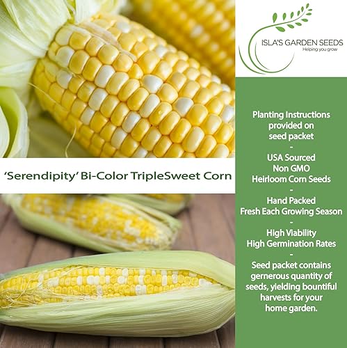 Miniatura 2 de "Serendipity" maíz dulce tricolor bicolor, más de 100 semillas por paquete, semillas de jardín de Isla (semillas de jardín de Isla), semillas sin