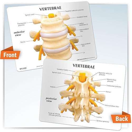 Miniatura 14 de GPI Anatomicals - Modelo de vértebras cervicales musculosas de lujo, réplica del modelo de columna vertebral para la educación en anatomía