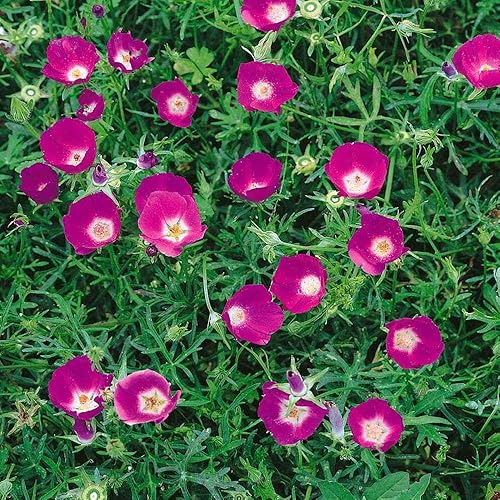 Outsidepride Semillas de amapola de malva para plantar, 25 piezas de semillas de flores silvestres perennes, tolerantes a la sequía y fáciles de