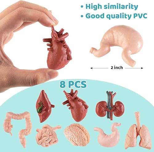 Miniatura 6 de Mini modelo de cuerpo humano para niños, 8 piezas de cuerpo conjuntos de juguetes de anatomía, herramientas de estudio de anatomía y fisiología 3D
