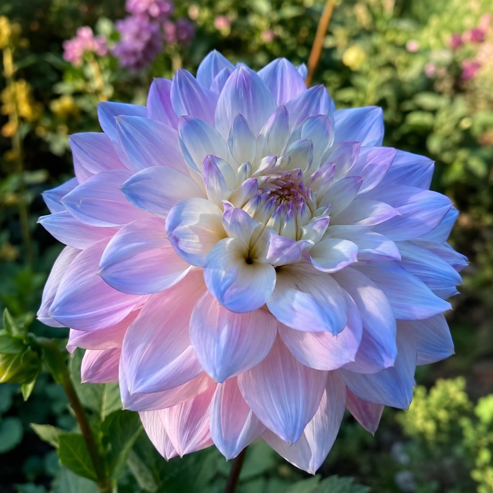 Schattentolerante Premium, üBerraschend Wachsend, Lange BlüTezeit, GemüTliche Gartenoase-pflegeleicht-8 Dahlien-E