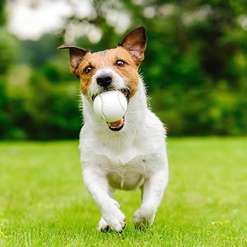 Miniatura 7 de Pelotas de tenis, paquete de 6 pelotas de tenis de práctica de alta elasticidad con bolsa de malla, ideal para principiantes, pelotas de ejercicio