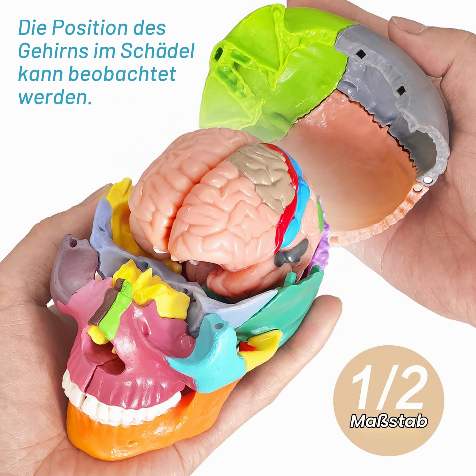 Menschliches Schädel Mit Gehirn Anatomiemodell, 1:2 Halb-Lebensgröße | EVOTECH SCIENTIFIC Zerlegbares Schädel-Anatomiemodell, Geeignet Für Anatomiestudium, Bildung Und Lehrzwecke, 20 Teile
