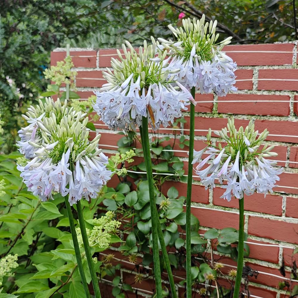 agapanto agapanthus - exóticas jardín balcón 5bulbos
