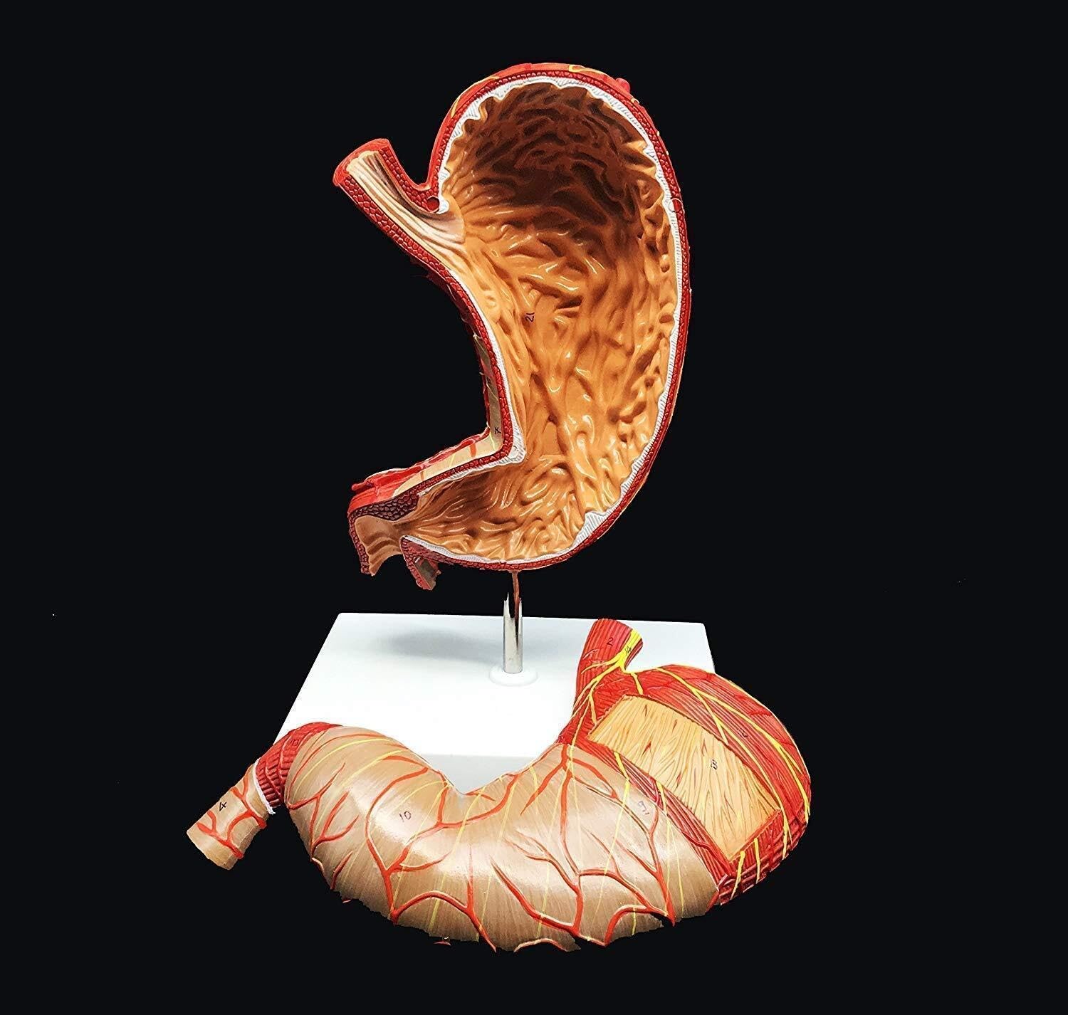 XINGLUOY Human anatomy model 1.5 times stomach enlarged for science classroom learning display teaching medical