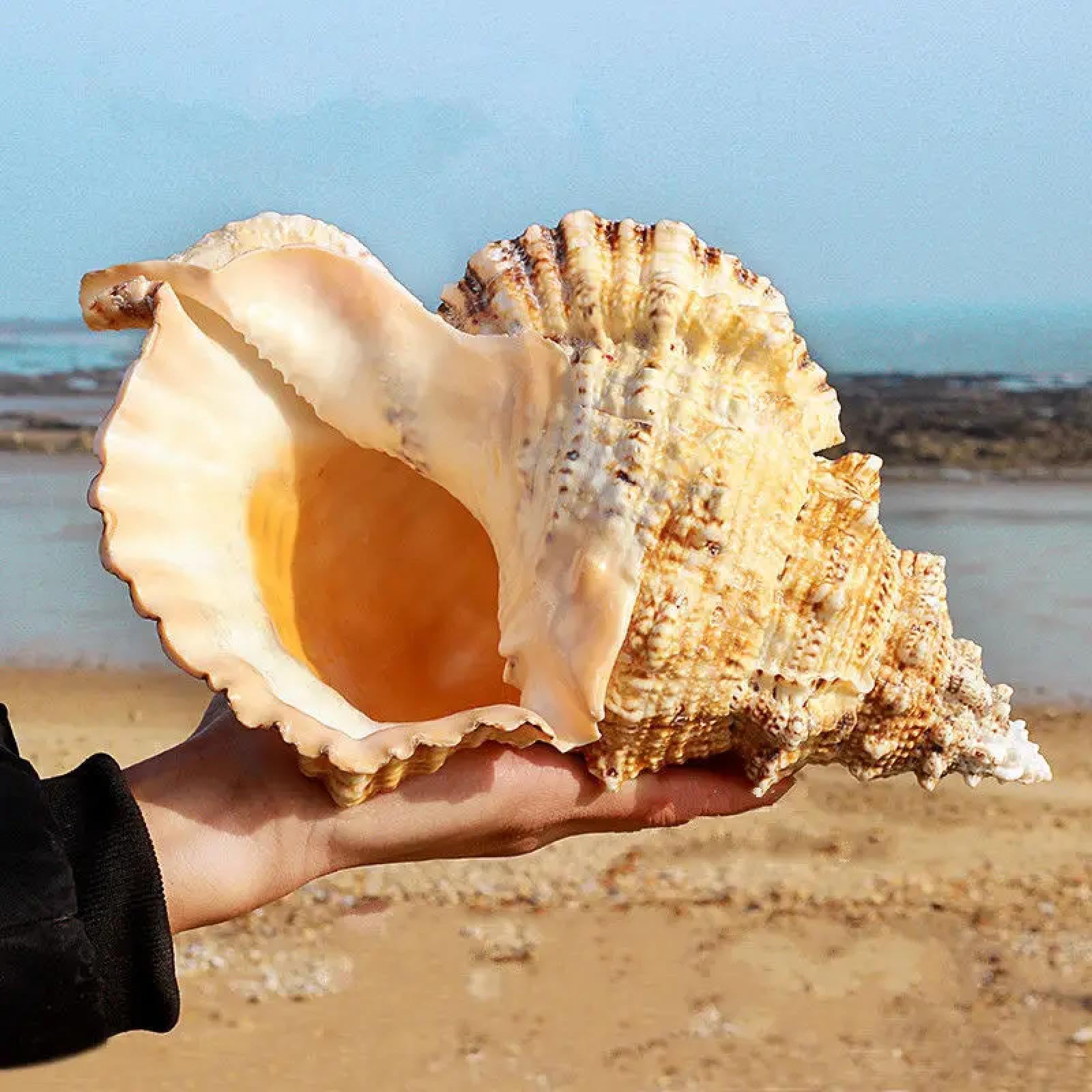 Conchiglie di mare per artigianato, 1 pezzo enorme conchiglia naturale per la decorazione della casa festa di nozze regali grande conchiglia spiaggia conchiglia campione di conchiglie per acquari 17