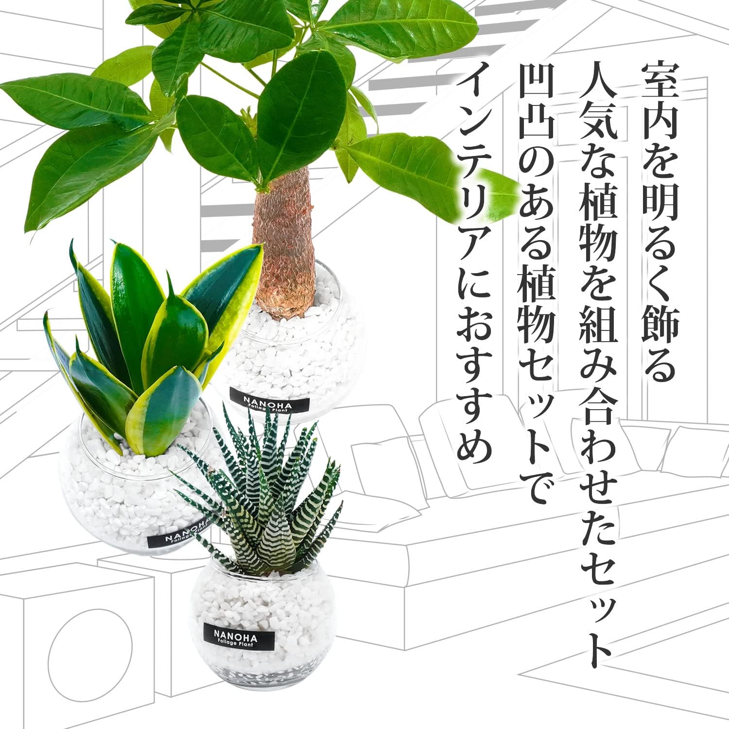 サンスベリア 十二の巻 3鉢セット 白砂利 ガラスボール 土を使わず衛生的 観葉植物 本物 ミニ ハイドロカルチャー お洒落 【ハリツルマサキ】