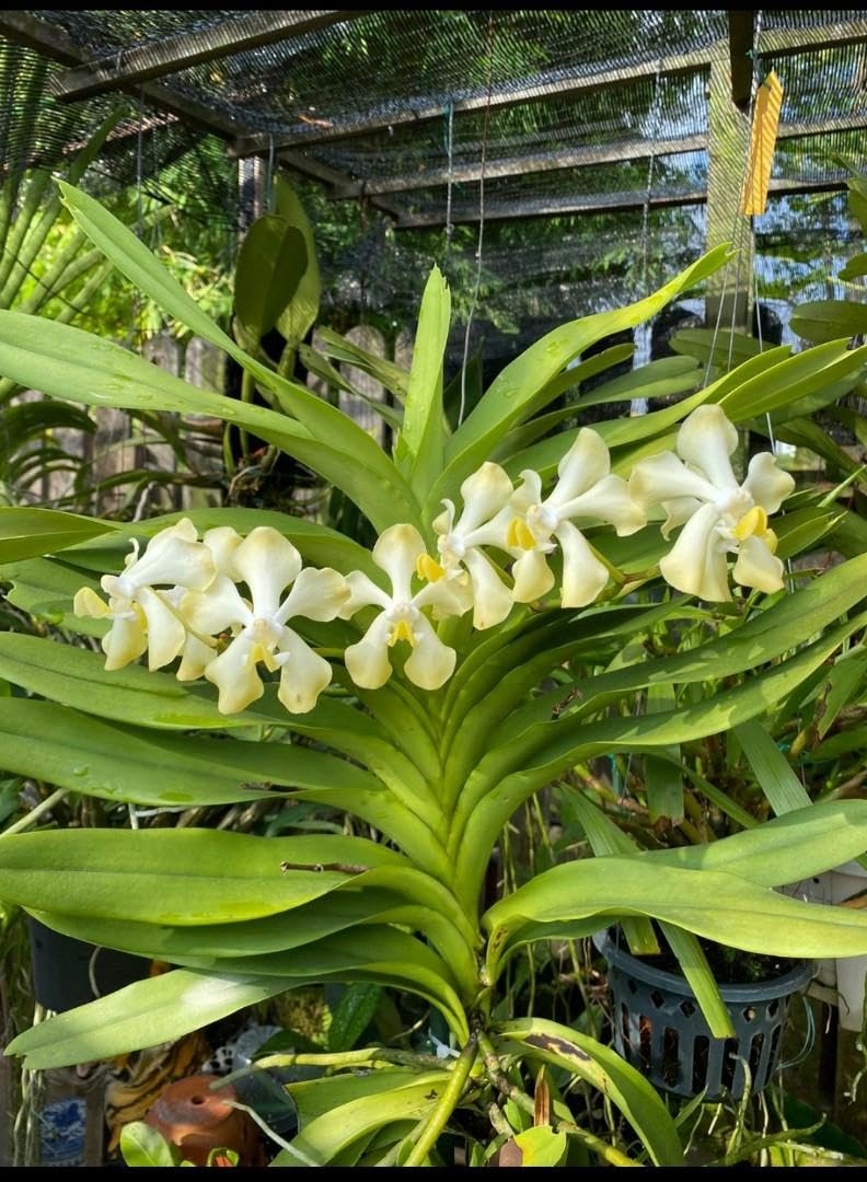 See full amazon price history chart for Ground orchid live plant,live plant of Ground orchid,Orchid plant (Pack of 1 with pot) Ground orchid live plant,live plant of Ground orchid,Orchid plant (Pack of 1 with pot) (B0CQ2KGPSV) Amazon Price History, Amazon Price Tracker