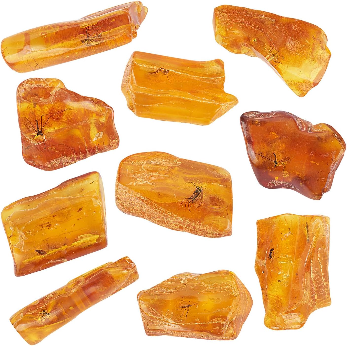Baltic Amber Natural Fossil Insects,Insects from Millions of Years ago,True Insect Samples-Science Classroom Science Education Animal Specimens (A Amber with Insects Fossils)