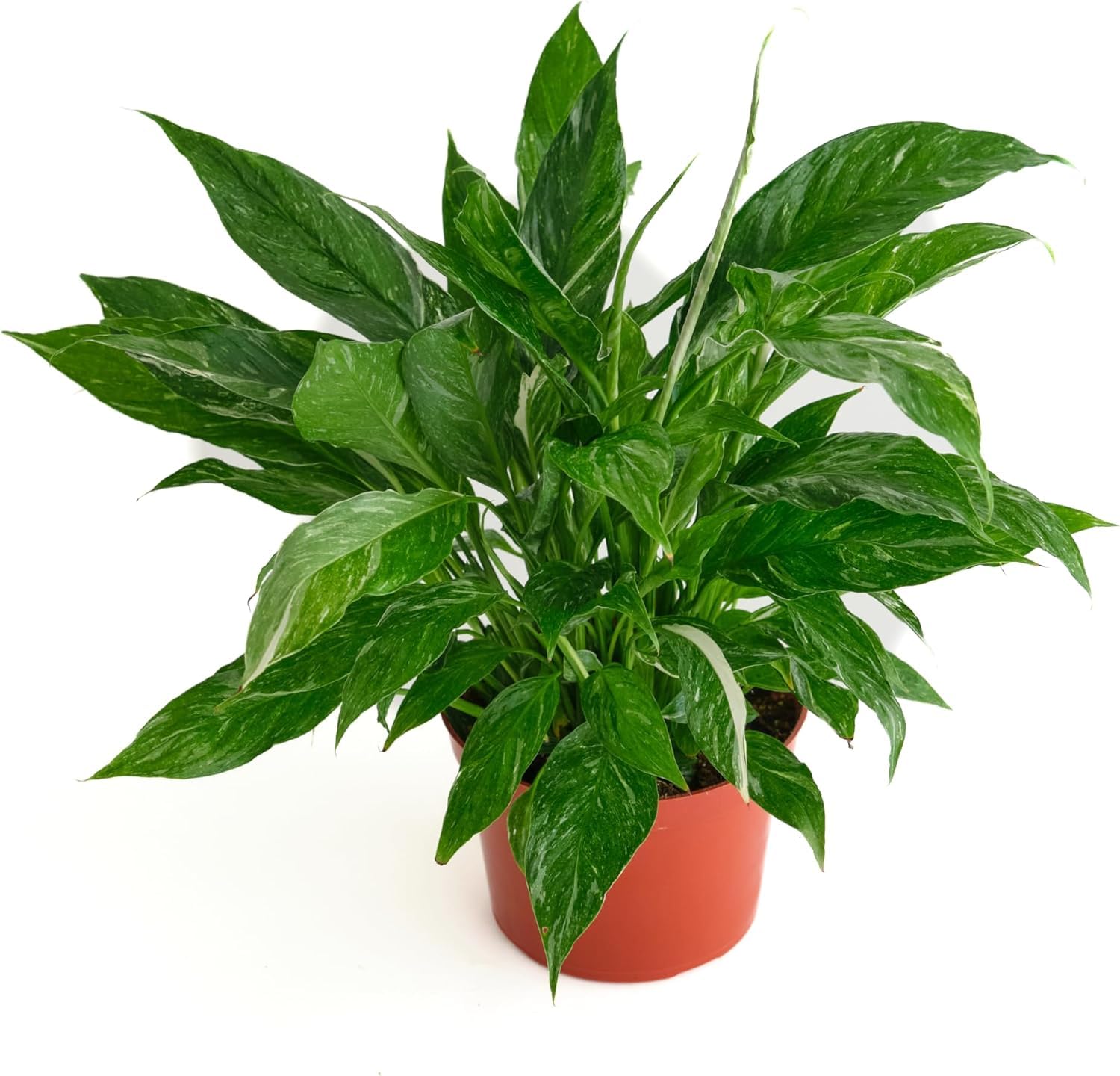 Shop Succulents Domino Peace Lily