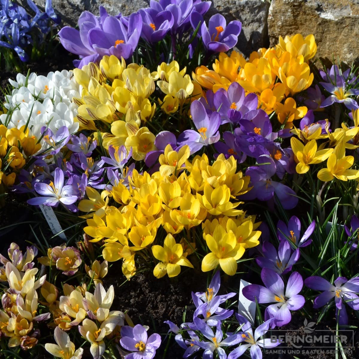 300 Blumenzwiebel bunte Mischung Tulpen Narzissen Krokus Muscari Allium mehrjährig winterhart