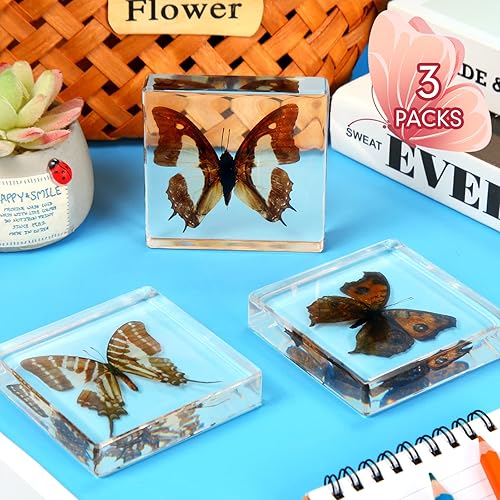 Miniatura 9 de 3 piezas de espécimen de mariposa real preservada, colección de resina de mariposa taxidermia, pisapapapeles de ciencia animal, muestras para