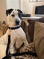 Vista 2 de ARING PET Correa para perro, correas de terciopelo para perro, collares a juego, hecha a mano, resistente correa de terciopelo negro para perros