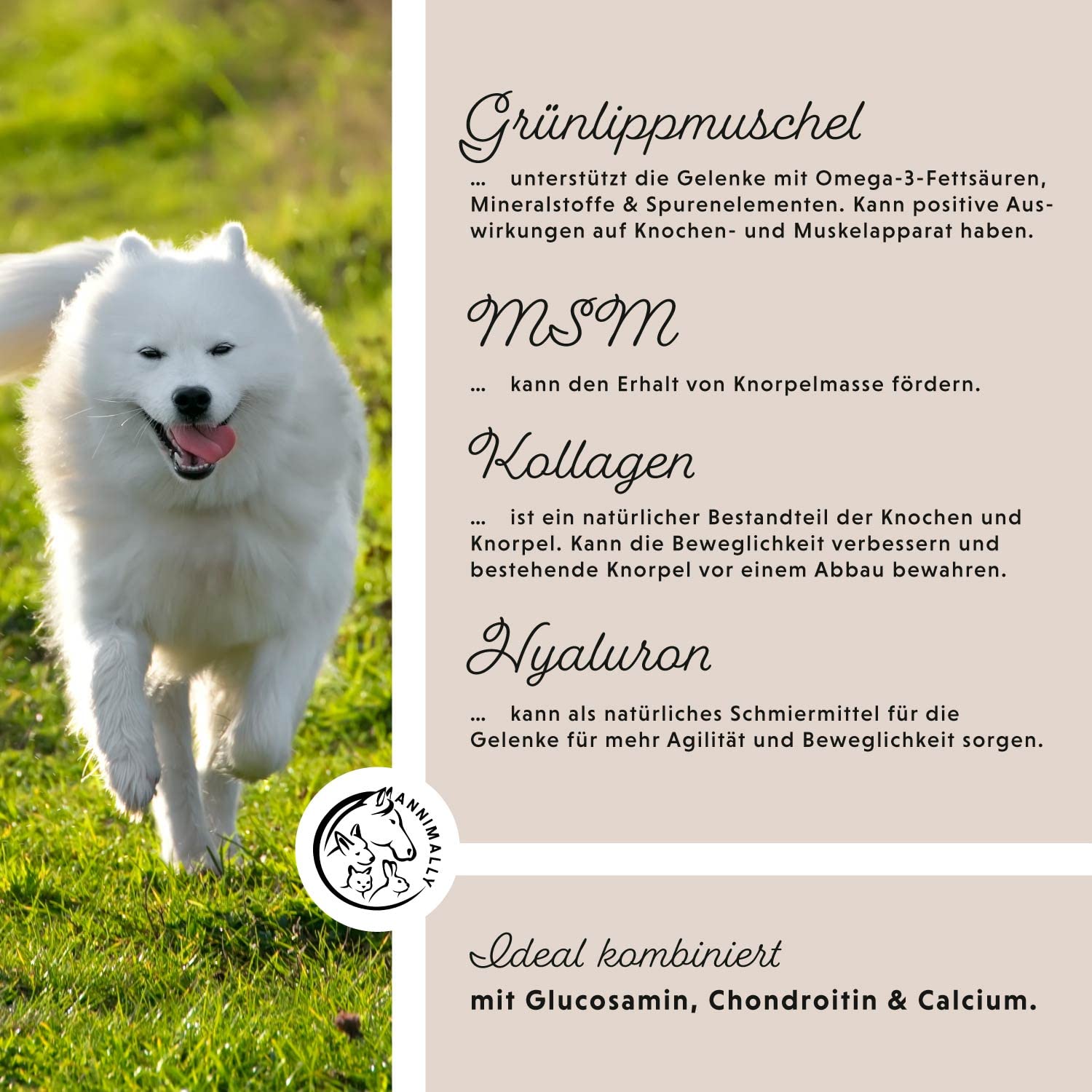 Annimally Gelenke Pulver für Hunde 300g mit MSM, Grünlippmuschel und Kollagen - Gelenkpulver mit Collagen für den Hund Alternative zu Tabletten