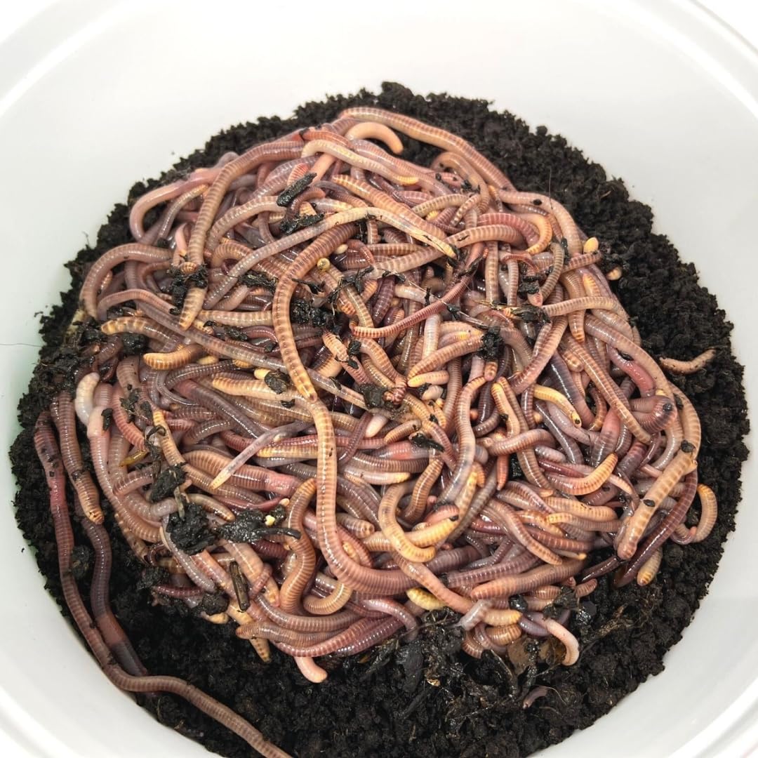 Kompostwurm-Mix 250g (ca.300 St.) - Riesen-Rotwurmmix mit lebenden Kompostwürmern I Kompostwürmer für eine schnelle & nachhaltige Kompostierung im Wurmkomposter Schnellkomposter und Thermokomposter