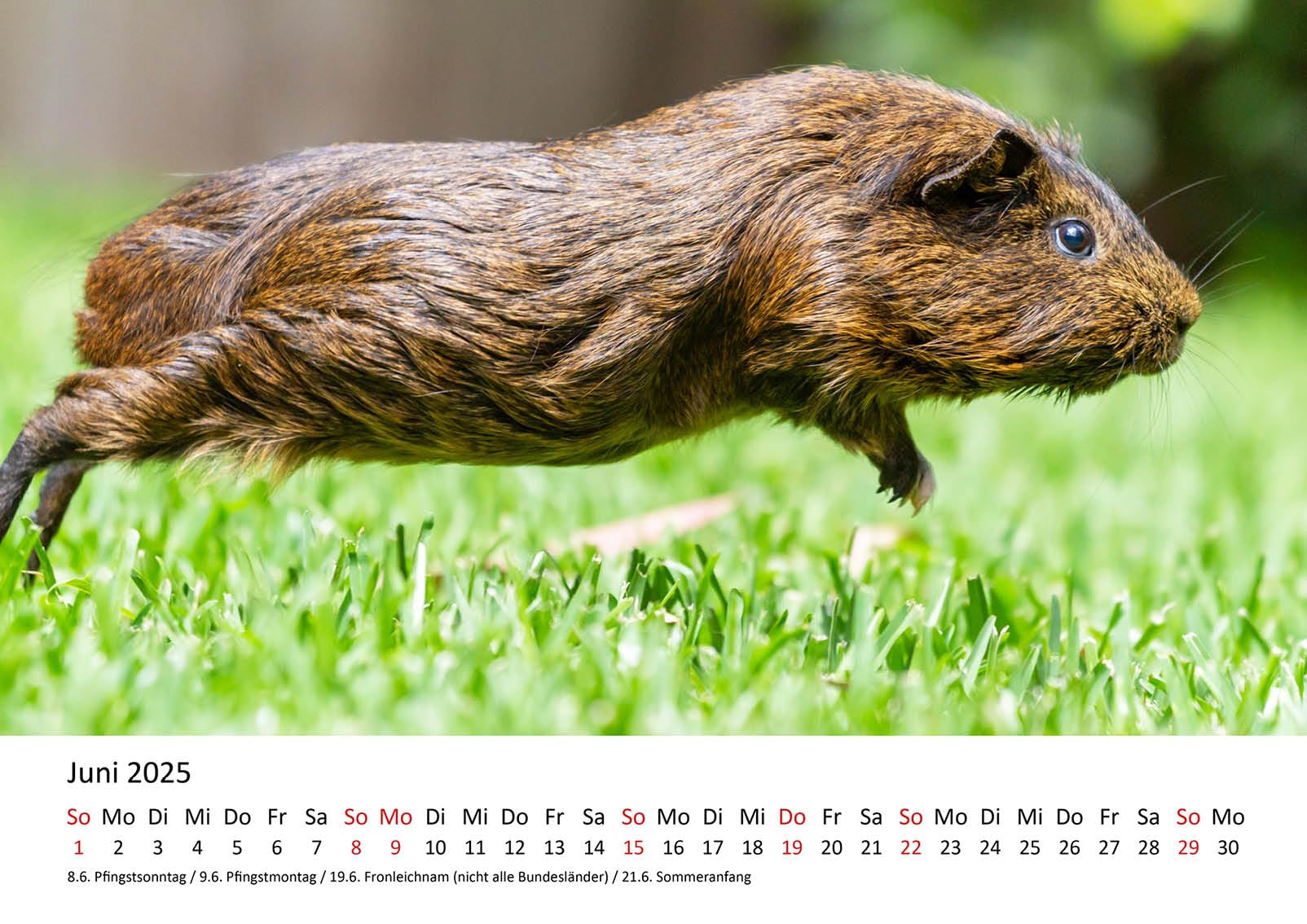 Edition Seidel Calendario Premium 2025 De Cobayas, Formato DIN A3