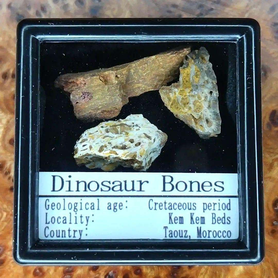 海洋堂 ジュラシックパークⅢ フィギュア&琥珀虫入り＋三葉虫