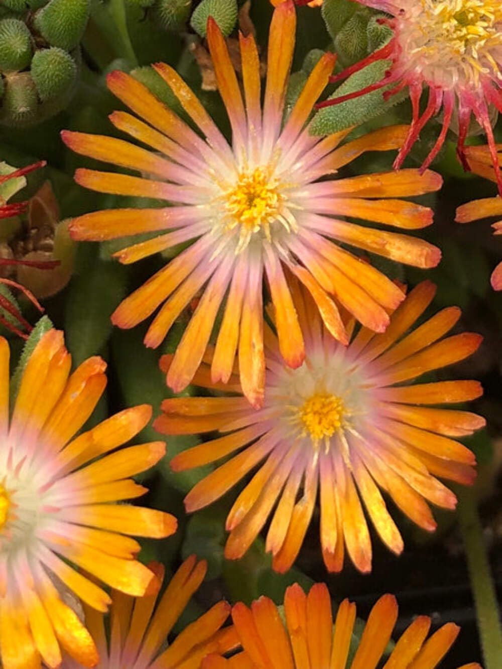 Perennial Farm Delosperma Topaz