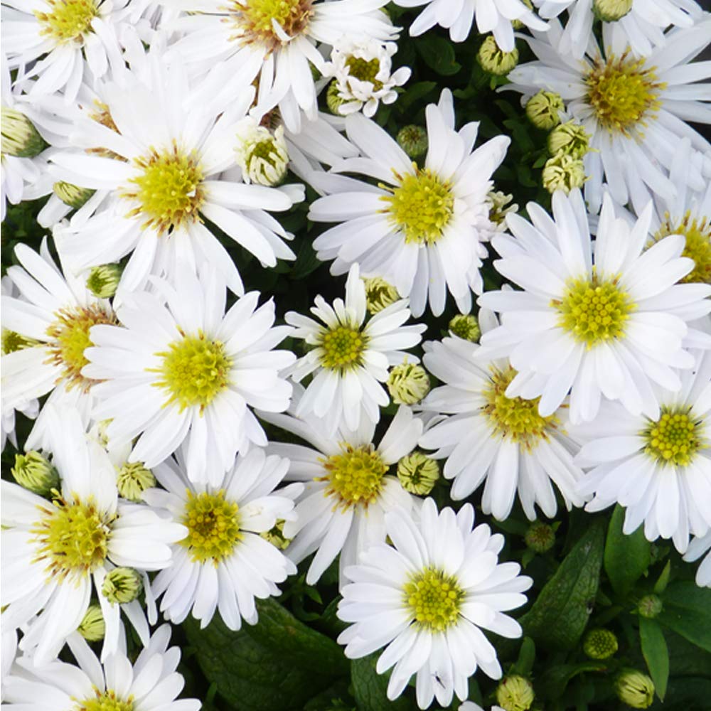 Aster Novi-belgii 'Snow Cushion' Michaelmas Daisy Hardy Perennial Flowering Garden Plants Easy to Grow Your Own 1 x 1 Litre Pot by Thompson and Morgan