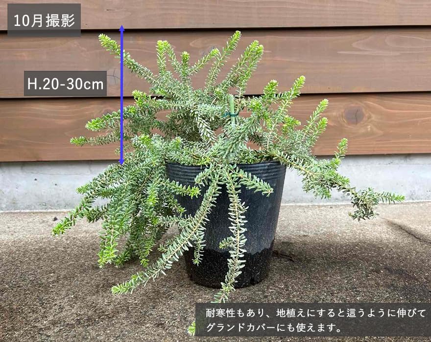 Amazon.co.jp: グレビレア ラニゲラ ネイティブ プランツ グレヴィレア