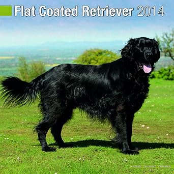 Flat Coated Retriever 2014