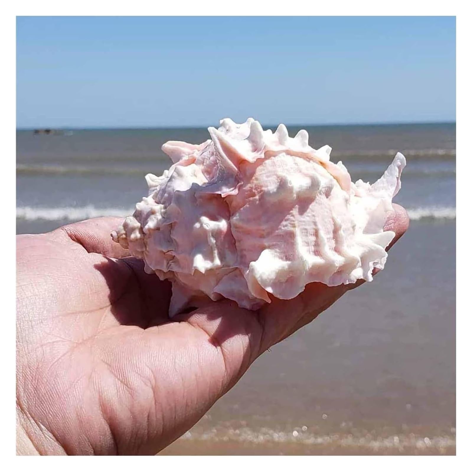 YKMYXZ shells， Rose Thousand Hand Snail 7~10Cm for DIY,Wedding Decor Beach Theme Party