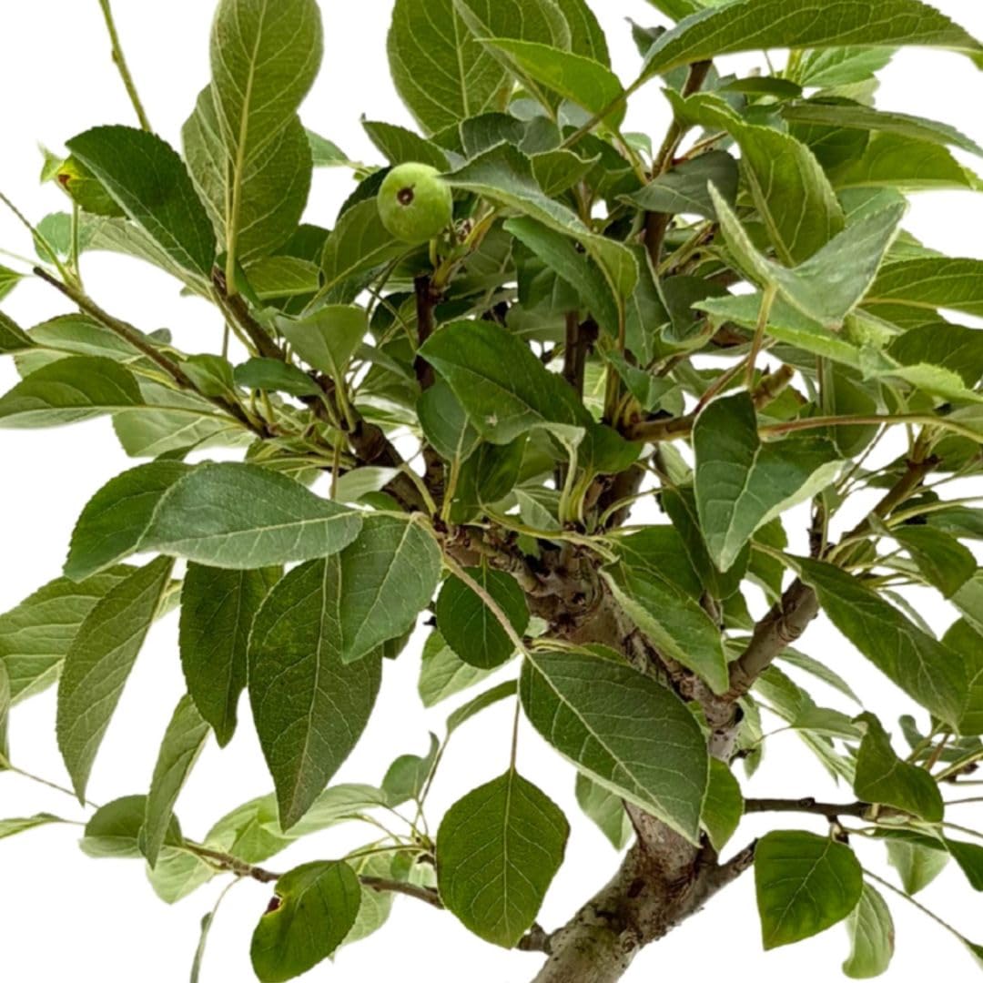 Bonsai Melo 8 Anni in Vaso di Ceramica con Sottovaso | Pianta Vera Fruttifera da Interno ed Esterno | Fioritura Primaverile e Piccoli Frutti Decorativi | Facile da Curare