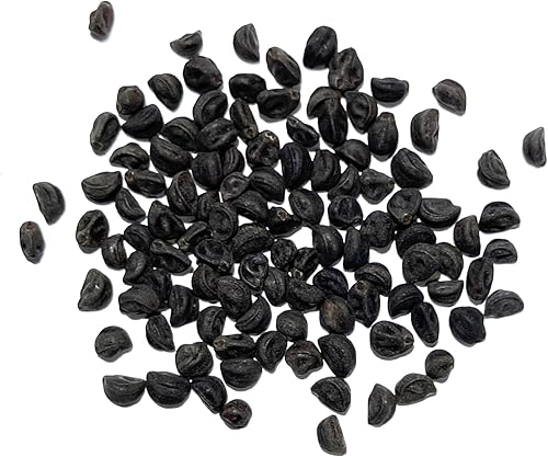 Miniatura 4 de Seed Needs, Grandpa OTT Morning Glory Seeds  100 semillas tradicionales para plantar Ipomea purpurea  Flores anuales azulvioleta, vid floreciente