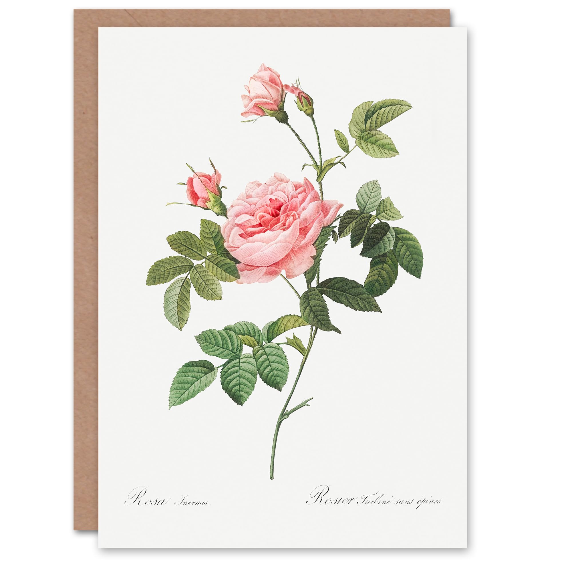 Artery8 Pierre-Joseph Redouté Art Card Boursault Rose Vintage Floral