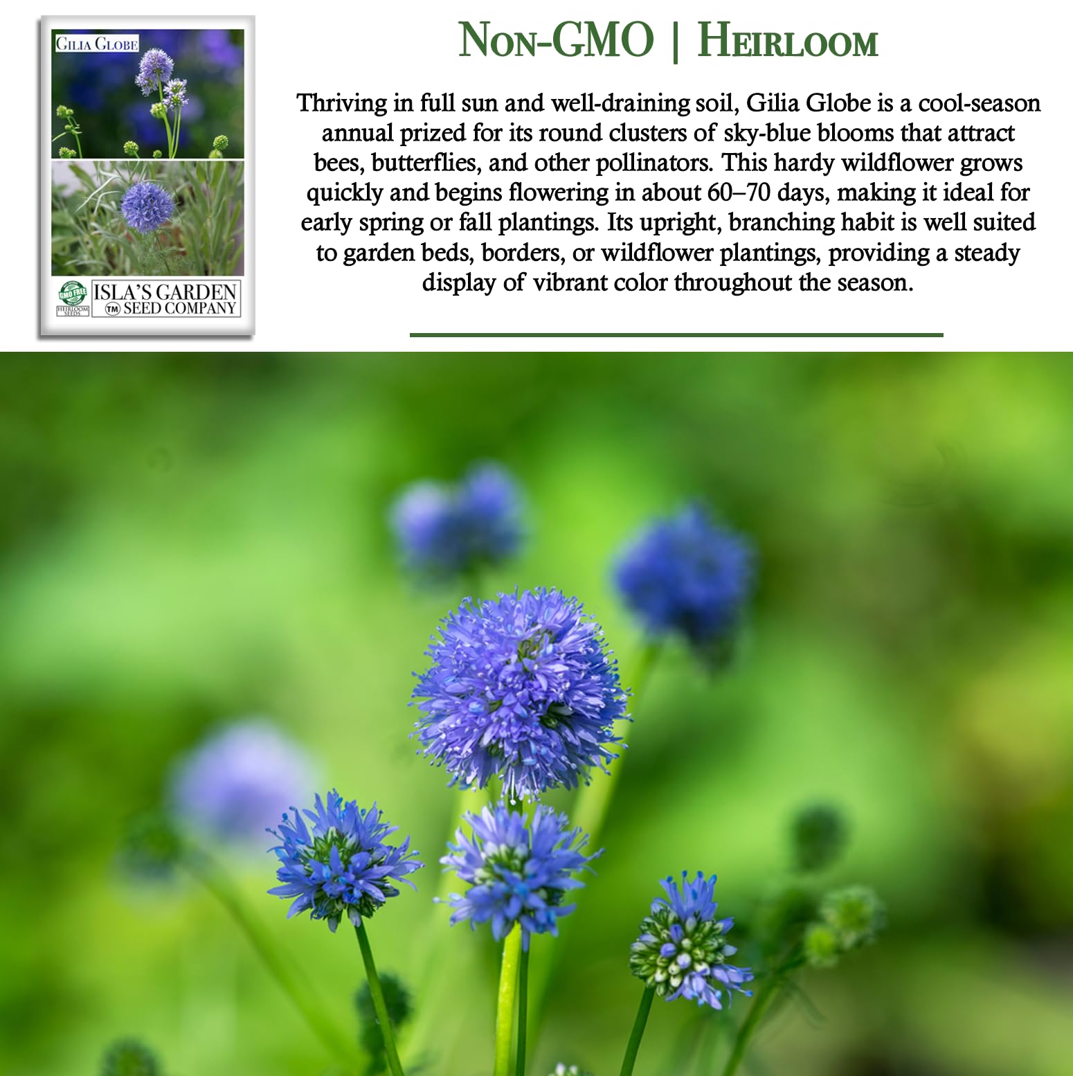 Amazon.com : Globe Gilia Flower Seeds for Planting, 1000+ Seeds