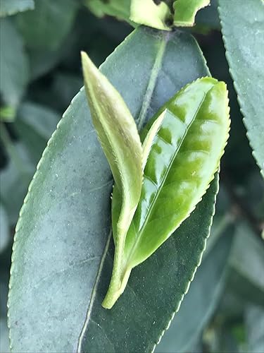 Miniatura 3 de Silk Road Teas Té verde orgánico de hojas sueltas Jasmine Silver Tip, 2 onzas