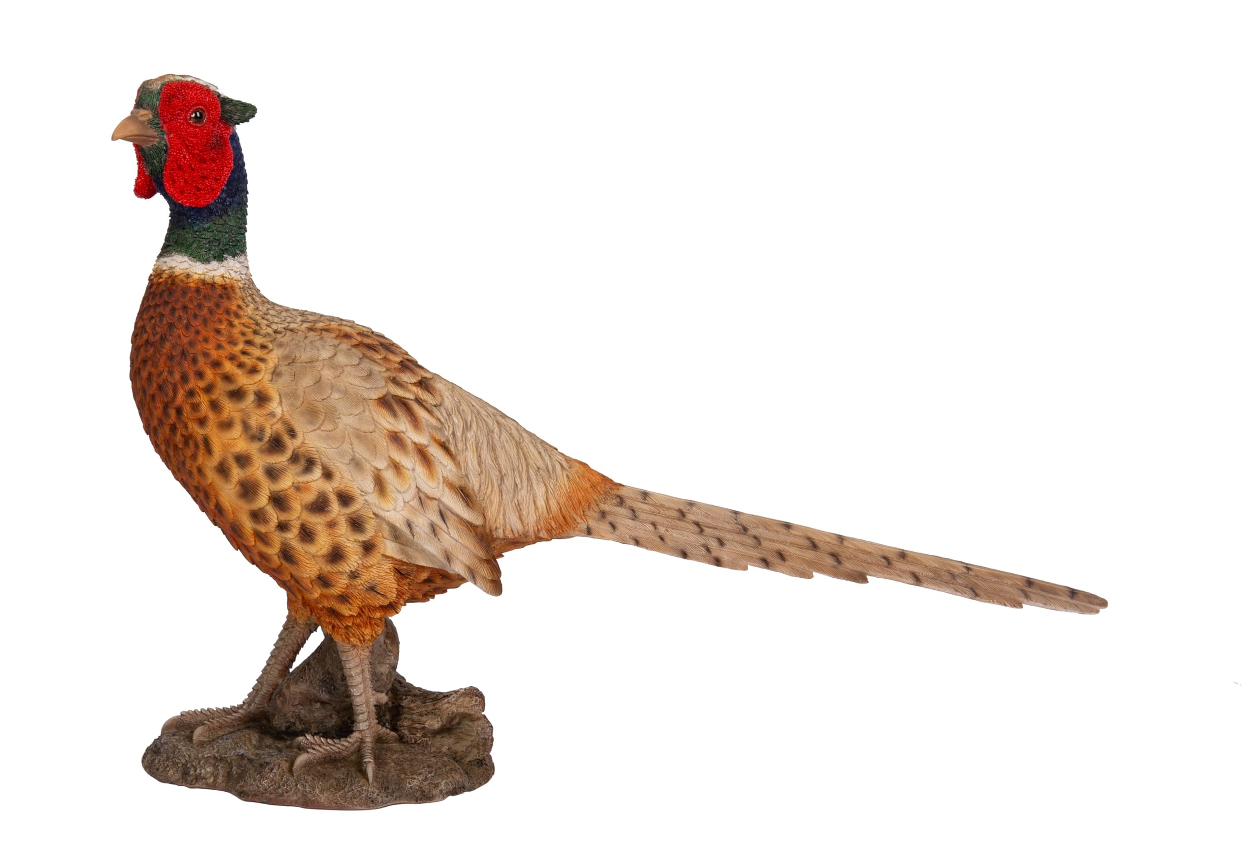 Vivid Arts - Realistic Pheasant Bird - XRL-PHST-D