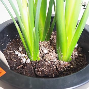 Amazon｜ITANSE ストレリチア・レギネ 極楽鳥花 8号 1個