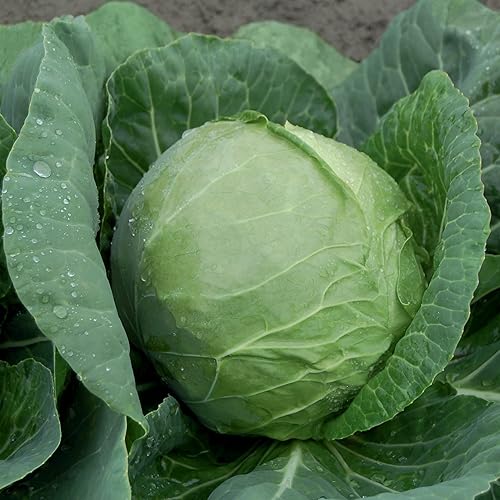 Miniatura 2 de Katarina - Semillas de repollo F1, paquete de 75, semillas vegetales sin OMG, sin tratar para plantar, de Estados Unidos
