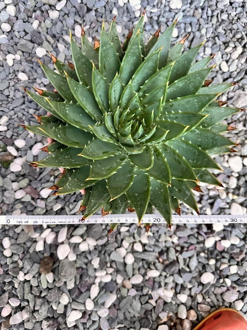 Selenicereus nelsonii セレニケレウス ネルソニー 原種 Selenicereus nelsonii セレニケレウス ネルソニー 原種 サボテン 多肉