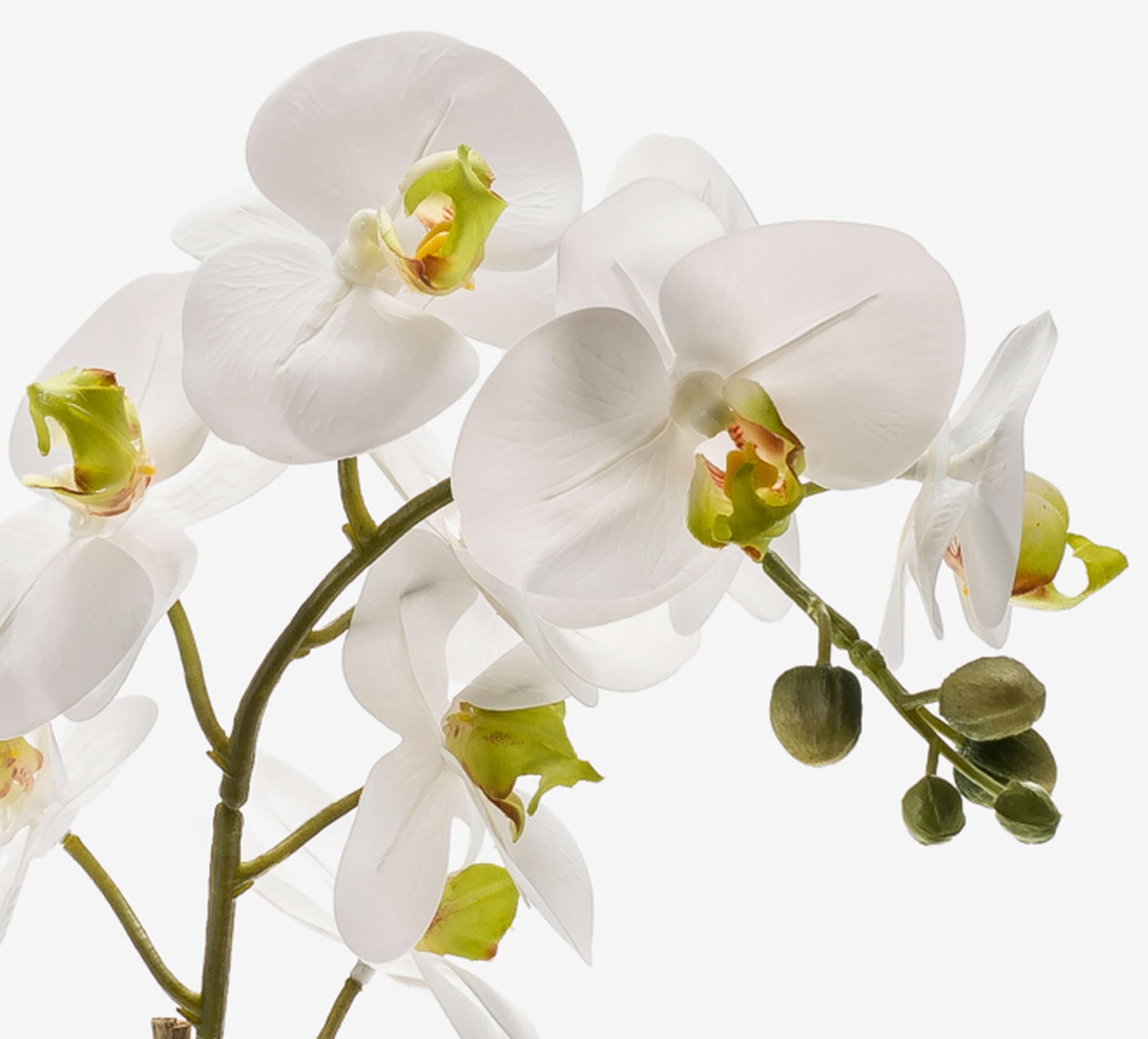 artplants.de Orchidea phalaenopsis Ornamentale Candida, Bianco, 65cm