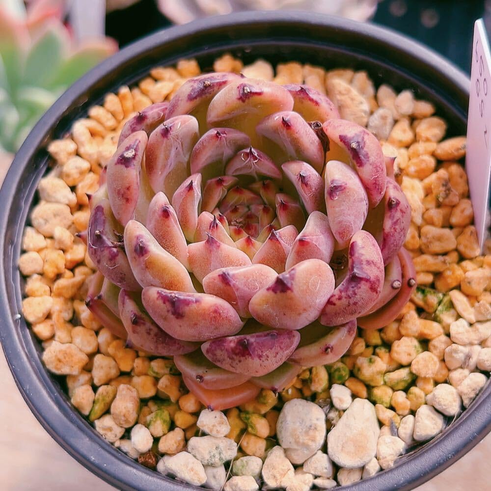 Amazon.co.jp: A！！多肉植物 シンディ 韓国苗 美苗 農園直売 観葉植物 