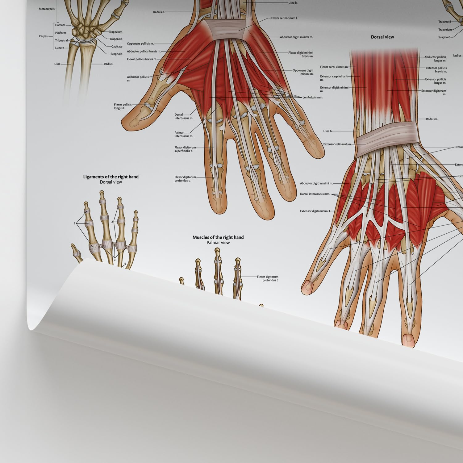 AnatomyStuff Poster zur Anatomie von Hand und Handgelenk, 45 x 60 cm, Physio-Anatomie, Diagramm der oberen Gliedmaßen, Gelenk-Anatomie-Poster