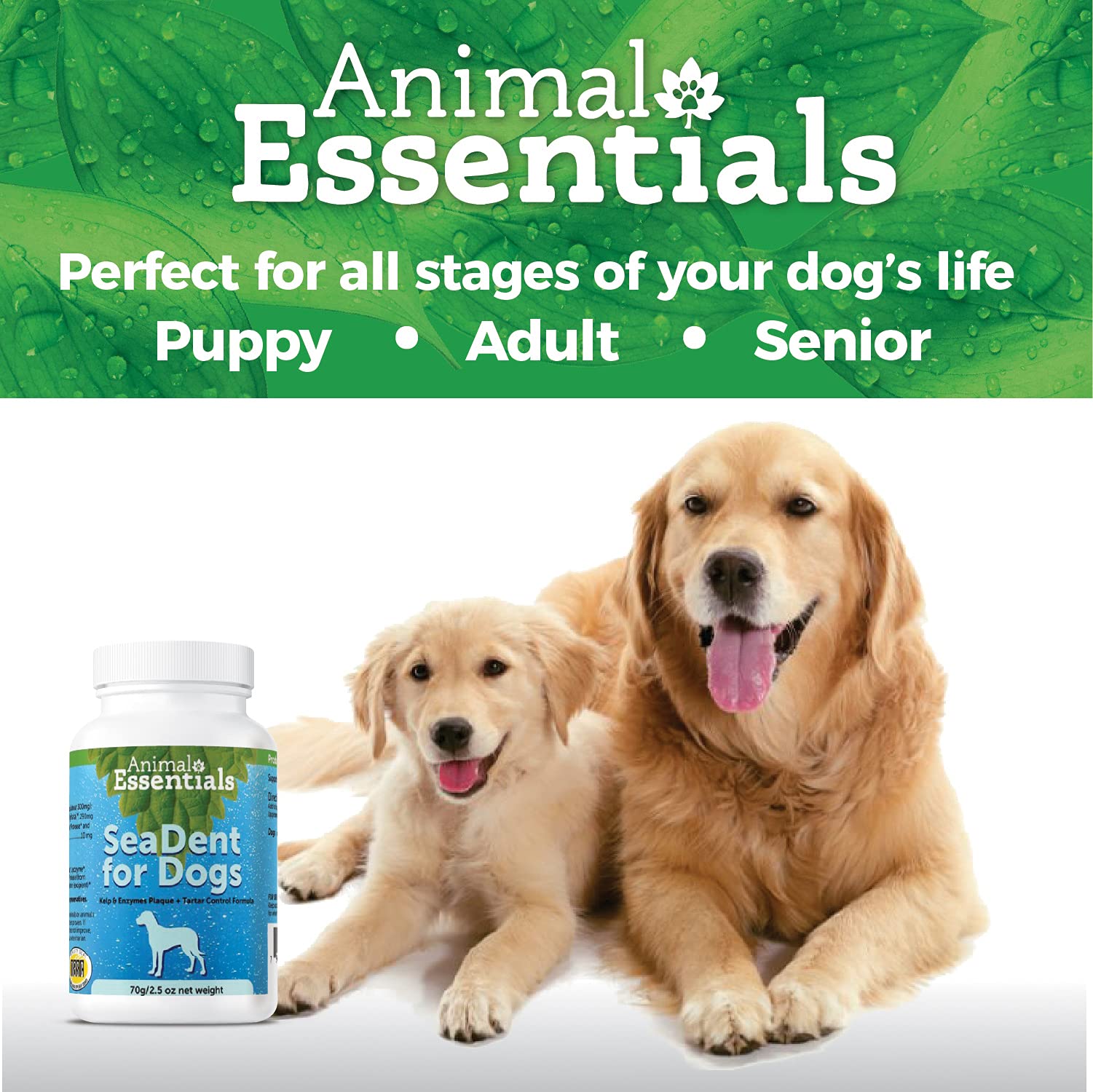 Buy Animal Essentials SeaDent Kelp & Enzyme Plaque & Tarter Control for Dogs, 2.5 oz Made in