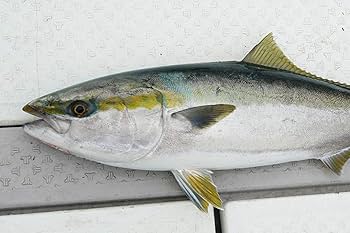 ジャッカル Amazon | JACKALL(ジャッカル) ビッグバッカー フォールトリック