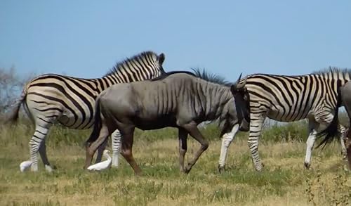 Wild Animal TV
