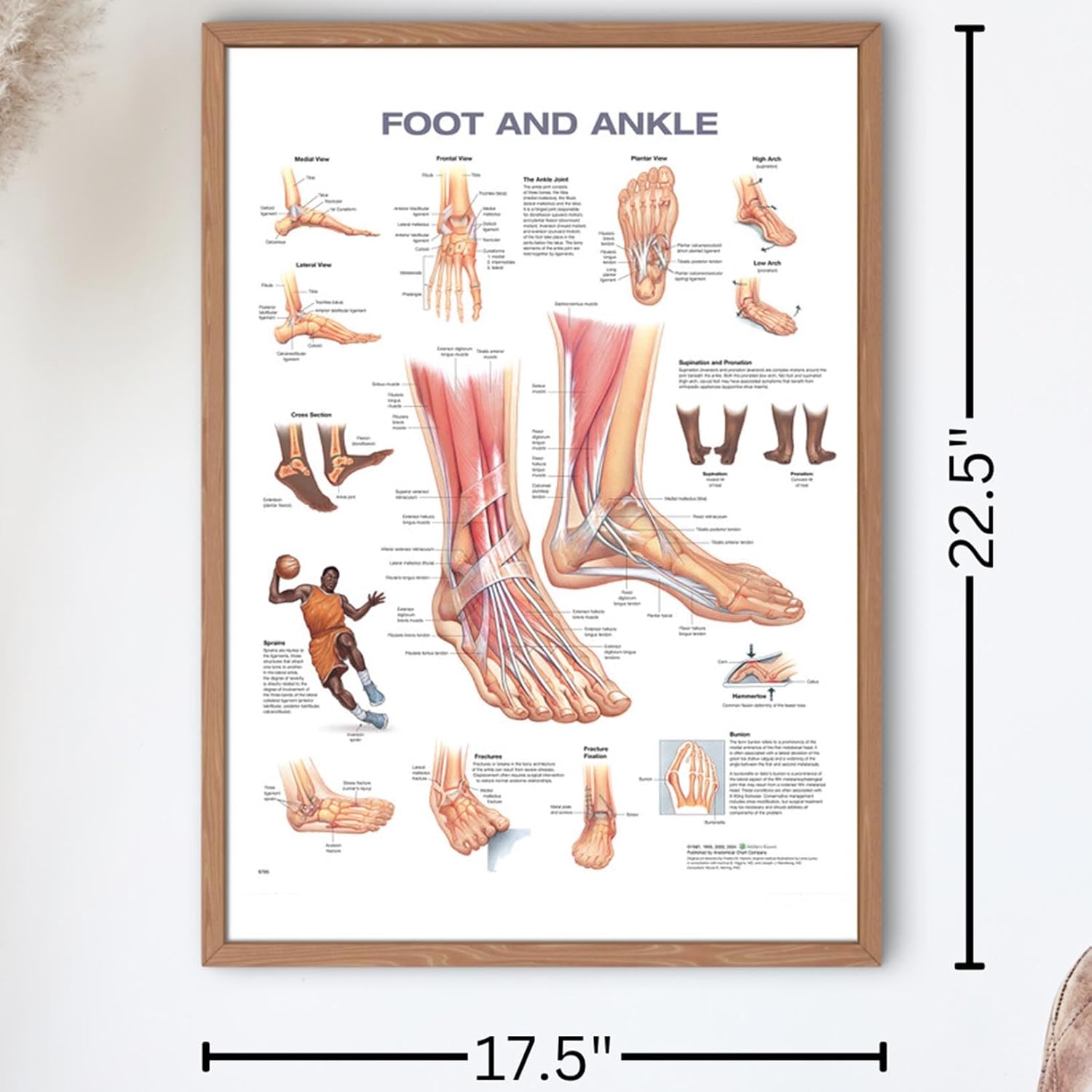 Foot and Ankle Anatomical Chart      Wall Chart – February 5, 2000