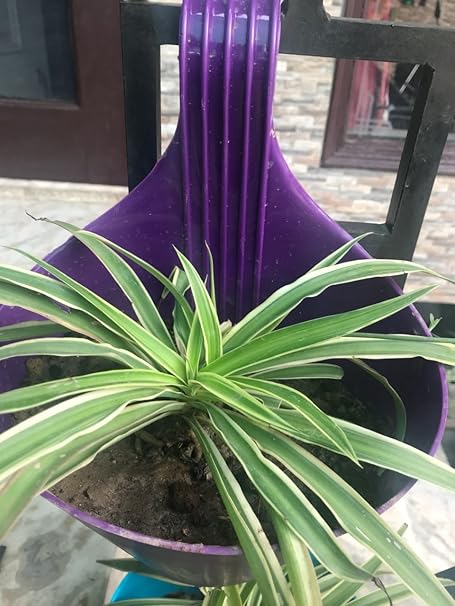 Holy Krishna Spider Indoor Oxygen & Air Purifier Plant With Pot And Decotative Materials